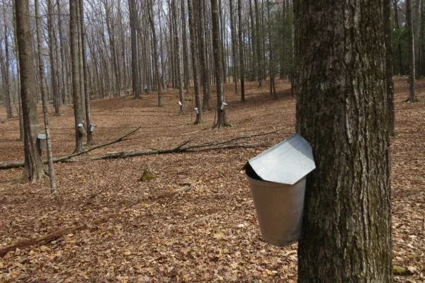 Maple Sugaring (Feb-April)