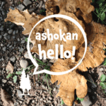 Ashokan Hello (episode 10)