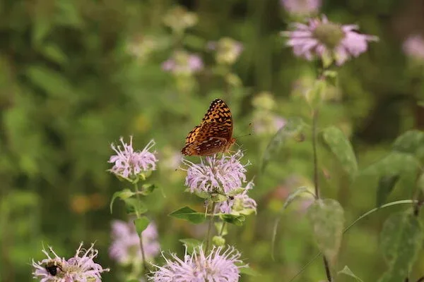 "The Ashokan Center is a magical place. Its natural beauty has been respected." — Barbara