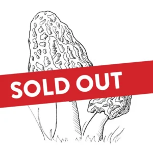 Fungi Walk & Workshop