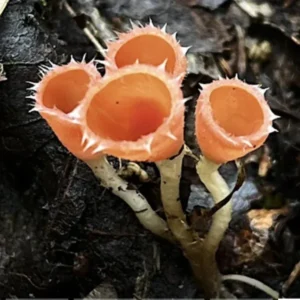 For the Love of Fungi