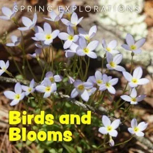 Spring Explorations - Birds and Blooms