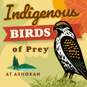 Indigenous Birds of Prey