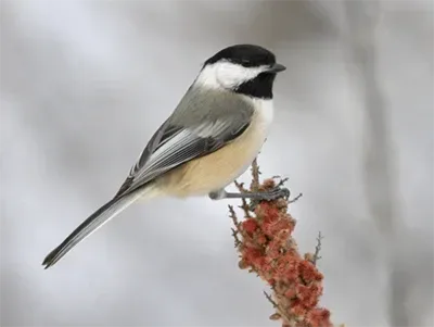 Nature’s Music: The Melodic Calls of the Black-Capped Chickadee