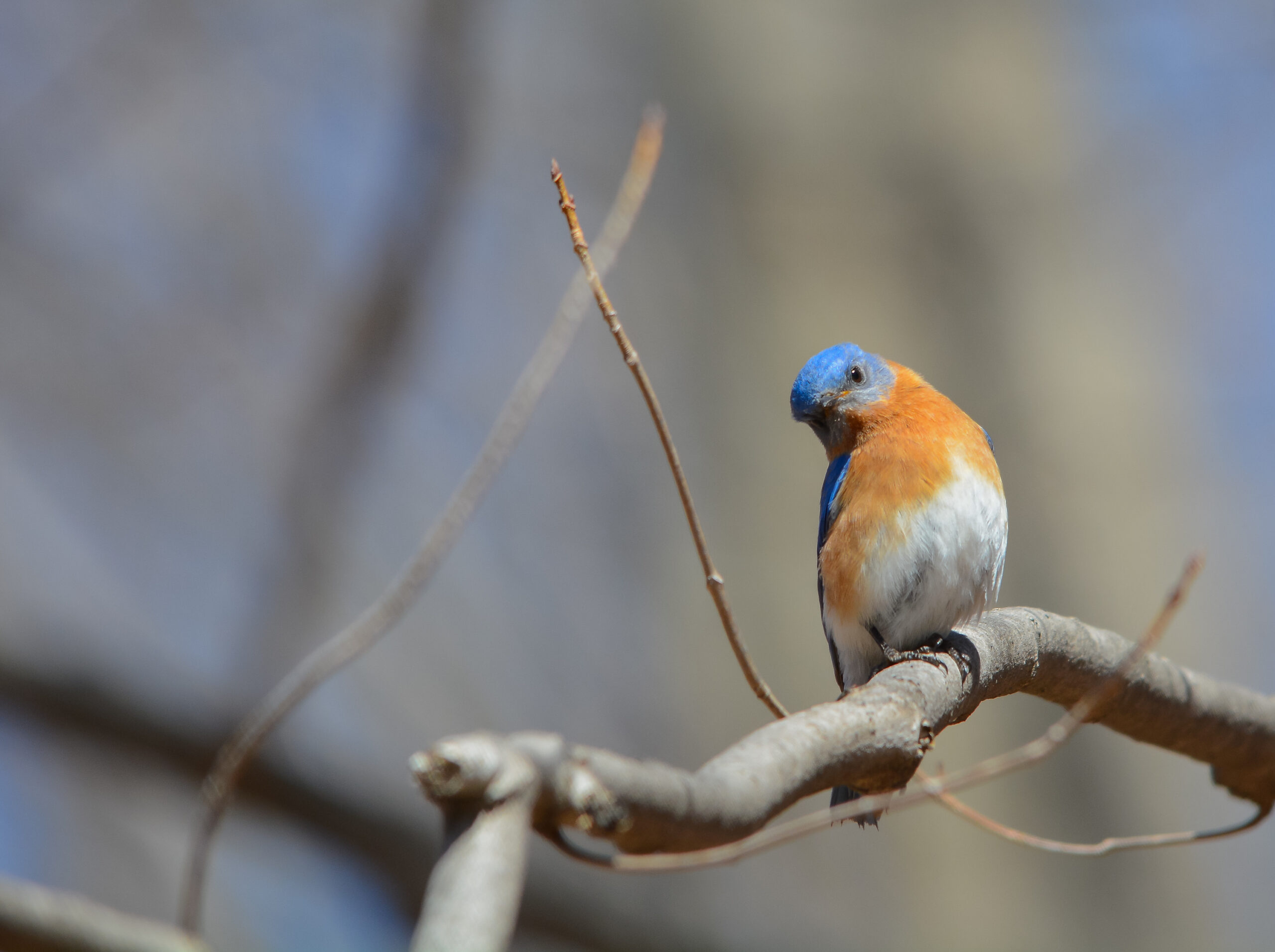 Experiencing the Magic of Winter Bird Calls at Ashokan