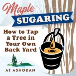 Maple Sugaring: How to Tap a Tree in Your Backyard