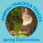 Animal Tracks and Traces