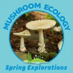 Spring Explorations – Mushroom Ecology Hike 2025