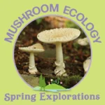 Spring Explorations – Mushroom Ecology Hike 2025