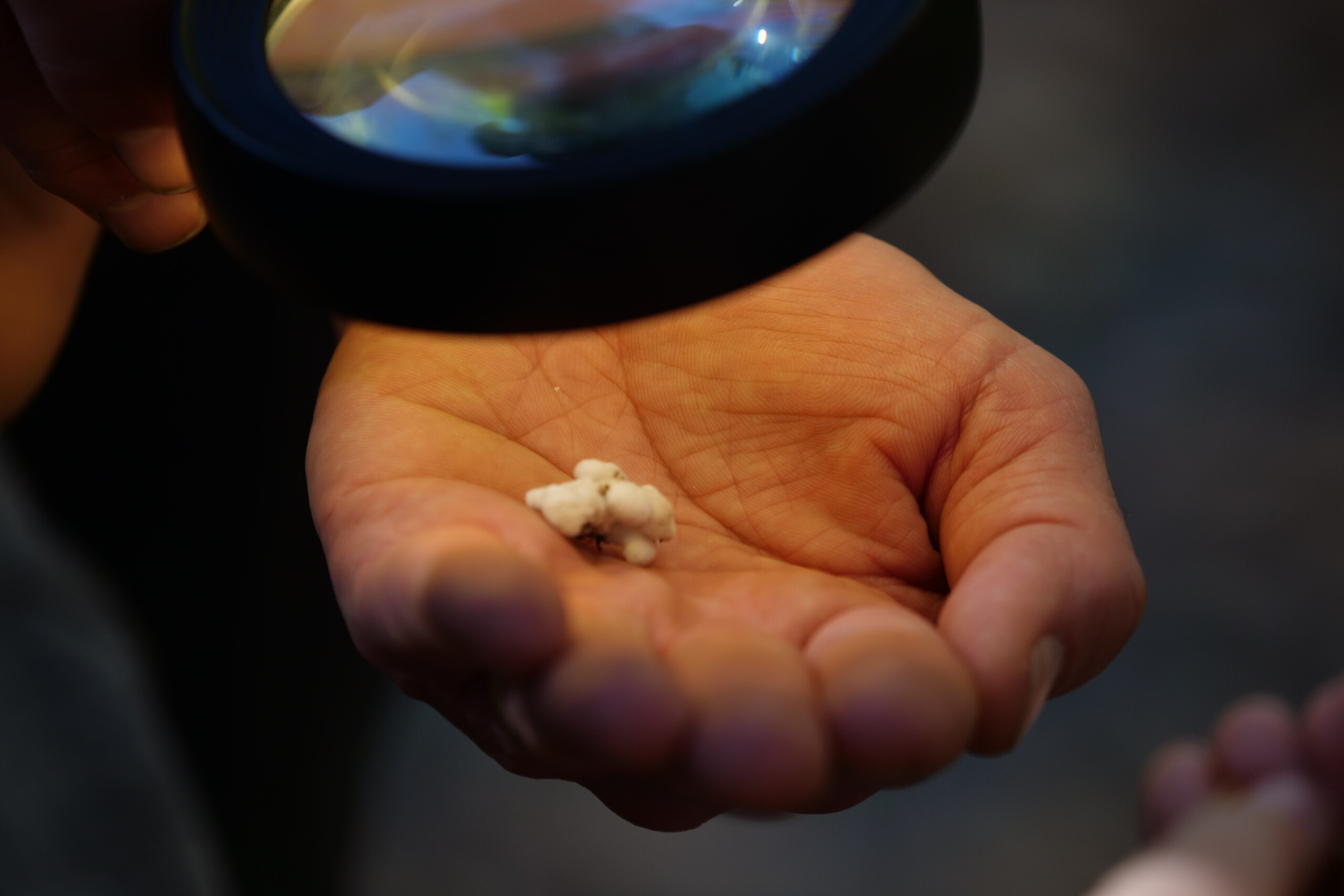 Fall Explorations 2025: Mushroom Ecology Hike with Mycophilic