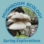 Spring Explorations – Mushroom Ecology Hike 2026 (Session 2)